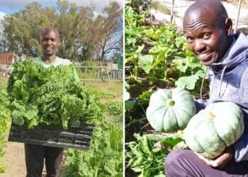 His life took a turn for the worst when he ended up in jail for dealing in drugs, but Thembinkosi Matika turned his life around and now helps others through his Legacy Farming Project. Photo: Supplied/Food For Mzansi