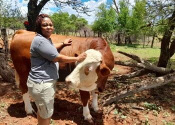 Kedibonye Kaweng has dedicated her time in changing the landscape of farming in the Northern Cape, she is a persistent and motivated woman in farming. Photo: Supplied/Food For Mzansi.