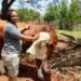 Kedibonye Kaweng has dedicated her time in changing the landscape of farming in the Northern Cape, she is a persistent and motivated woman in farming. Photo: Supplied/Food For Mzansi.