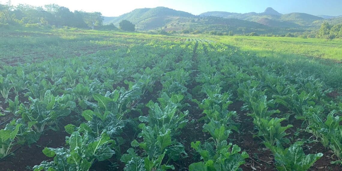 Post-harvest techniques: Best practices are required for handling and processing crops to ensure quality and reduce waste. Photo: Supplied/Food For Mzansi
