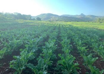 Post-harvest techniques: Best practices are required for handling and processing crops to ensure quality and reduce waste. Photo: Supplied/Food For Mzansi