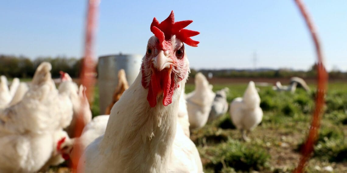 Industry role players believe a recent decision to suspend import duties on chicken will put small-scale poultry farmers out of business and cost local jobs. Photo: Supplied/Finn Mund