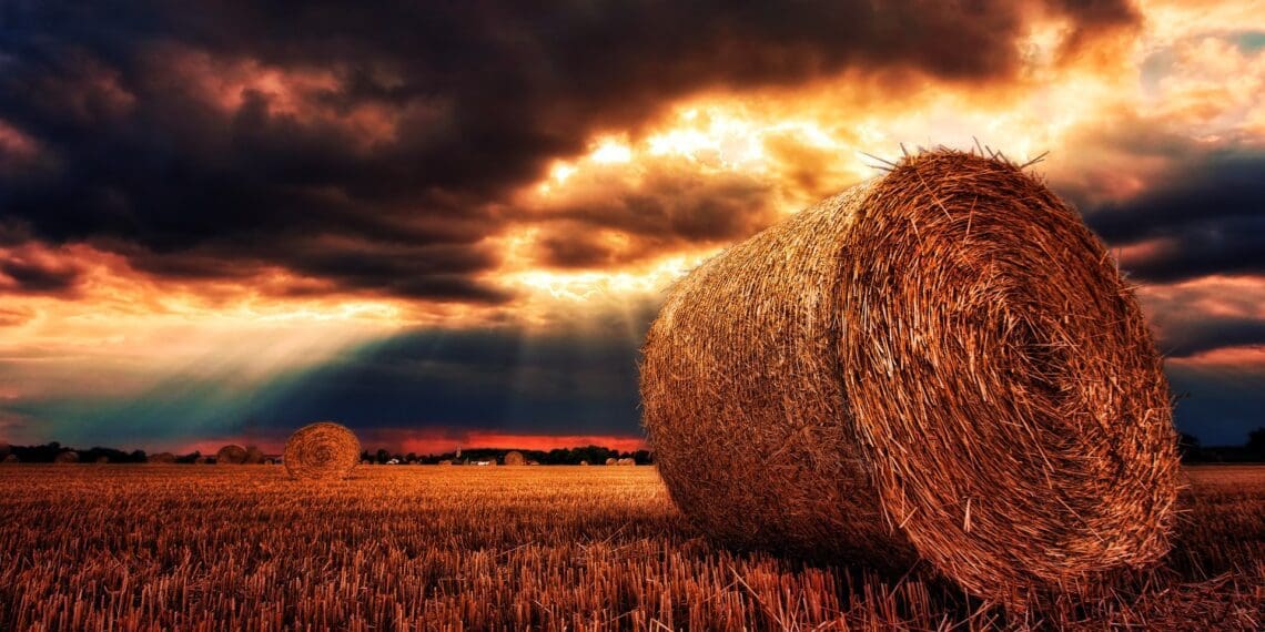 Climate change is drawing a bigger divide between women and men in agriculture. Research shows that women have less access to information on climate change, and this impacts many spheres of farming practises. Photo: Pixabay