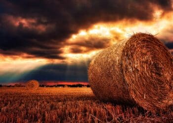Climate change is drawing a bigger divide between women and men in agriculture. Research shows that women have less access to information on climate change, and this impacts many spheres of farming practises. Photo: Pixabay