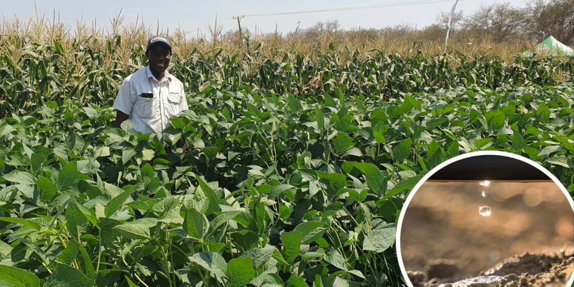 Thanks to Netafim’s innovative solutions, drip irrigation is within reach of small-scale farmers. Photo: Supplied