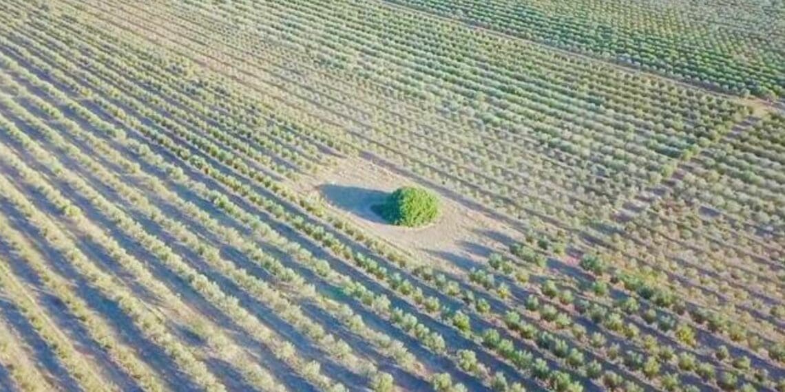 Although some areas struggled, most of South Africa’s olive producers had a good harvest for 2022. Photo: Supplied/Food For Mzansi