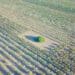 Bumper harvest for Mzansi’s olive growers