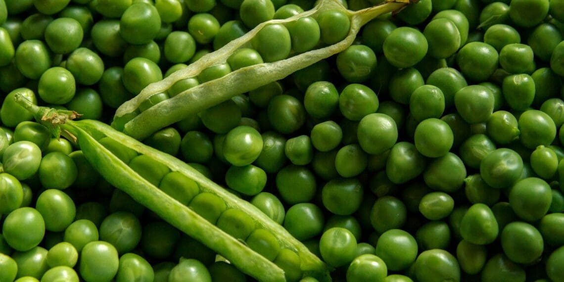 Under the banner, "Diet Change Not Climate Change", ProVeg and partners will be engaging UN member states at COP27 to transition to more plant-based food systems and diets as part of their climate policy. Photo: Supplied/Food For Mzansi