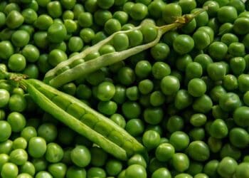 Food4Climate Pavilion to ring in change at COP27
