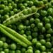 Food4Climate Pavilion to ring in change at COP27