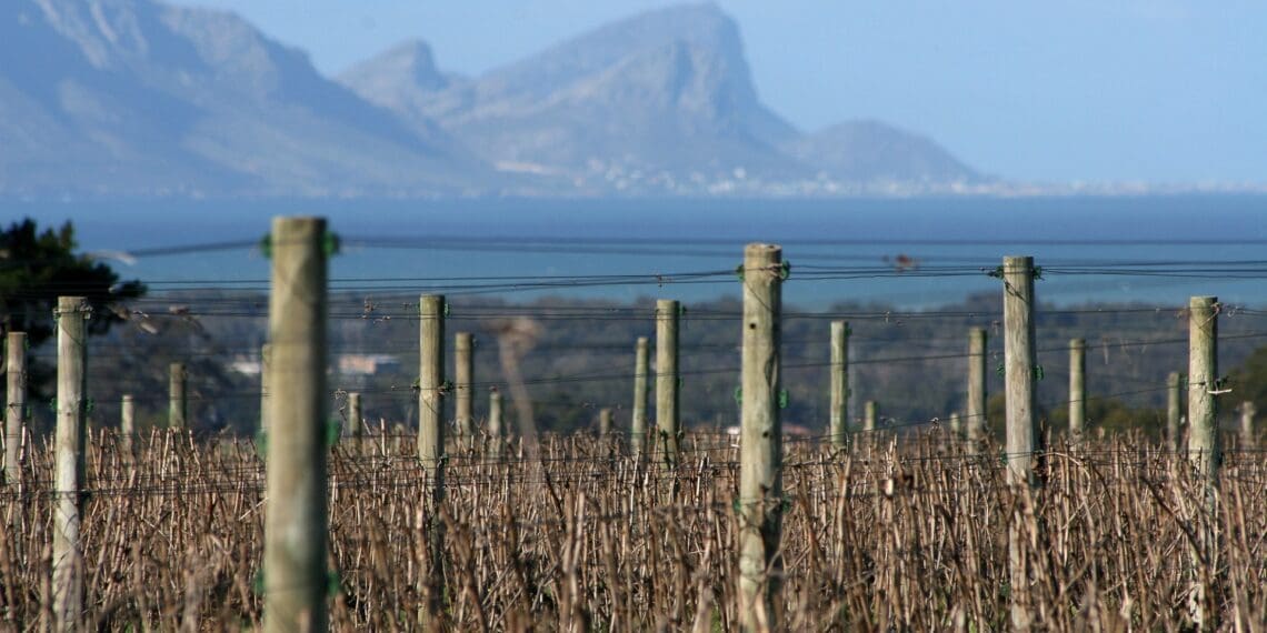 Regenerative farming in South Africa may be the solution to battling food insecurity in a manner that costs farmers less than traditional farming practices. Photo: Supplied/Food For Mzansi
