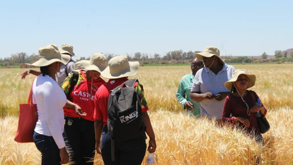 FarmSol aims to turn smallholder farmers into sustainable commercial producers, and since its inception, has granted more than R700 million in production loans across eight provinces in South Africa. Photo: Supplied/Food For Mzansi