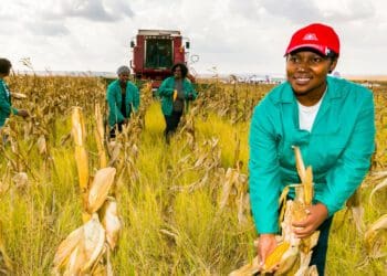 Didiza: Africa must improve on-farm productivity