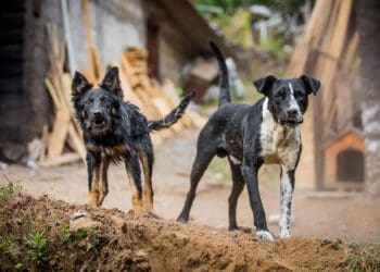 Keeping rabies under control in the domestic animal population is an important component of ensuring overall animal health across the country, including the farming sector. Photo: Supplied/Food For Mzansi