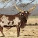 An ecologist is conducting a study that looks at the intricate relationship between hungry domestic cattle, wildlife, and the human connection. Photo: Supplied/Food For Mzansi