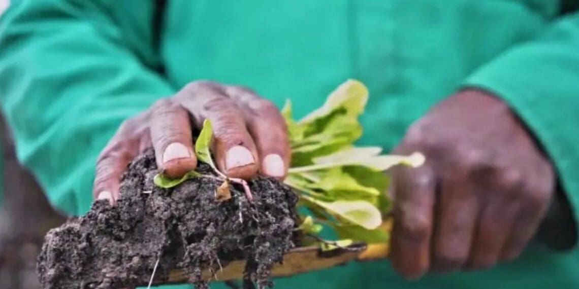 Between pumpkin, beans and corn there is a very strong relationship that is founded on the principles of protecting one another from external factors. In the backyard gardening business this is referred to as companion planting. Photo:Supplied/FoodForMzansi