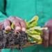 Between pumpkin, beans and corn there is a very strong relationship that is founded on the principles of protecting one another from external factors. In the backyard gardening business this is referred to as companion planting. Photo:Supplied/FoodForMzansi