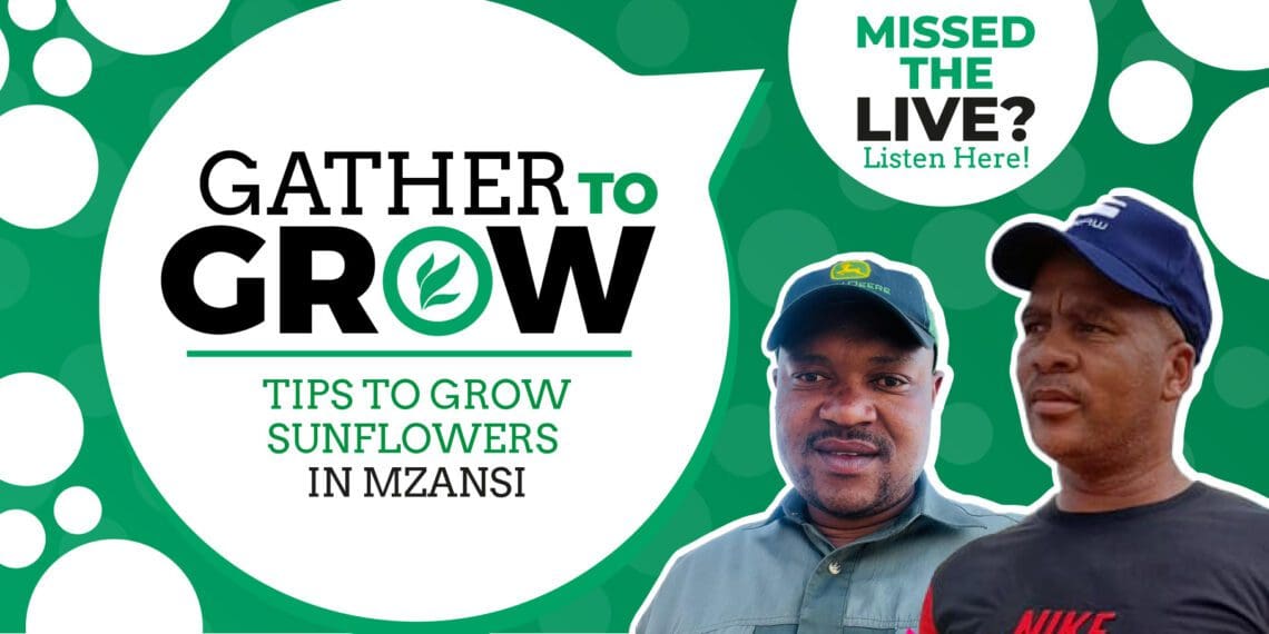 Tune in on Wednesday for Food For Mzansi's  Gather To Grow session on Twitter to learn more about sunflower farming. Photo: Food For Mzansi