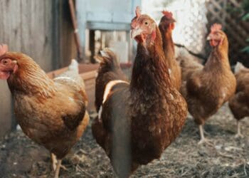 Small-scale farmer’s guide to layer production