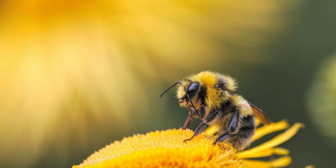 Bees are a crucial part of Mzansi's fruit industry. Photo: Supplied/Food For Mzansi