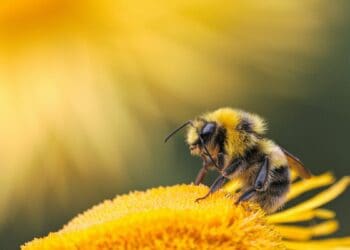 All farmers need to know about bee pollination