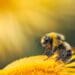 All farmers need to know about bee pollination