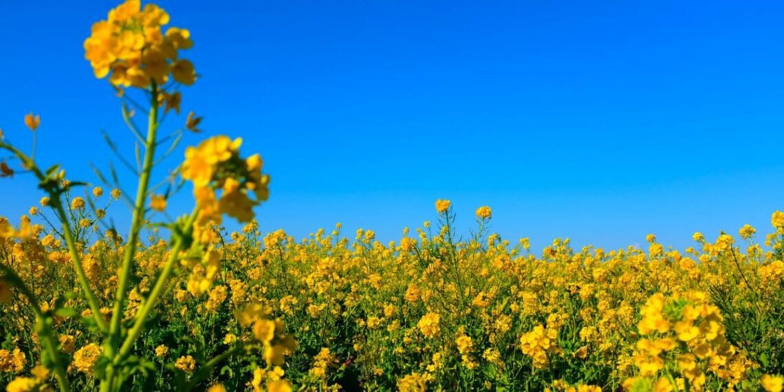 It's nearly time for harvest time for canola farmers. Photo: Supplied/Food for Mzansi