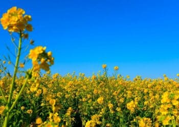 It's nearly time for harvest time for canola farmers. Photo: Supplied/Food for Mzansi