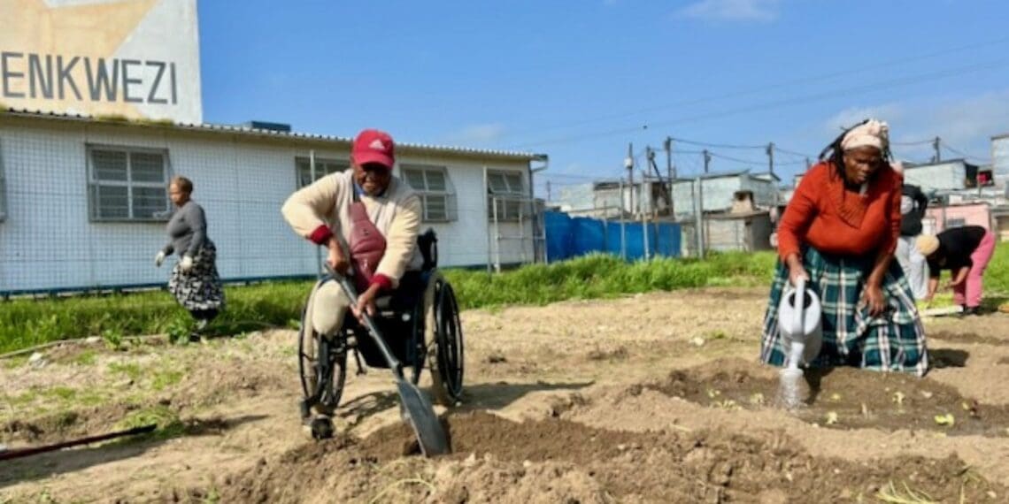 Gardening refreshes the mind and takes away stress, says Joshua Matshidiso, working from his wheelchair in his vegetable patch. Alongside him, Thembakazi Sotyantya irrigates seedlings. Photo: Peter Luhanga