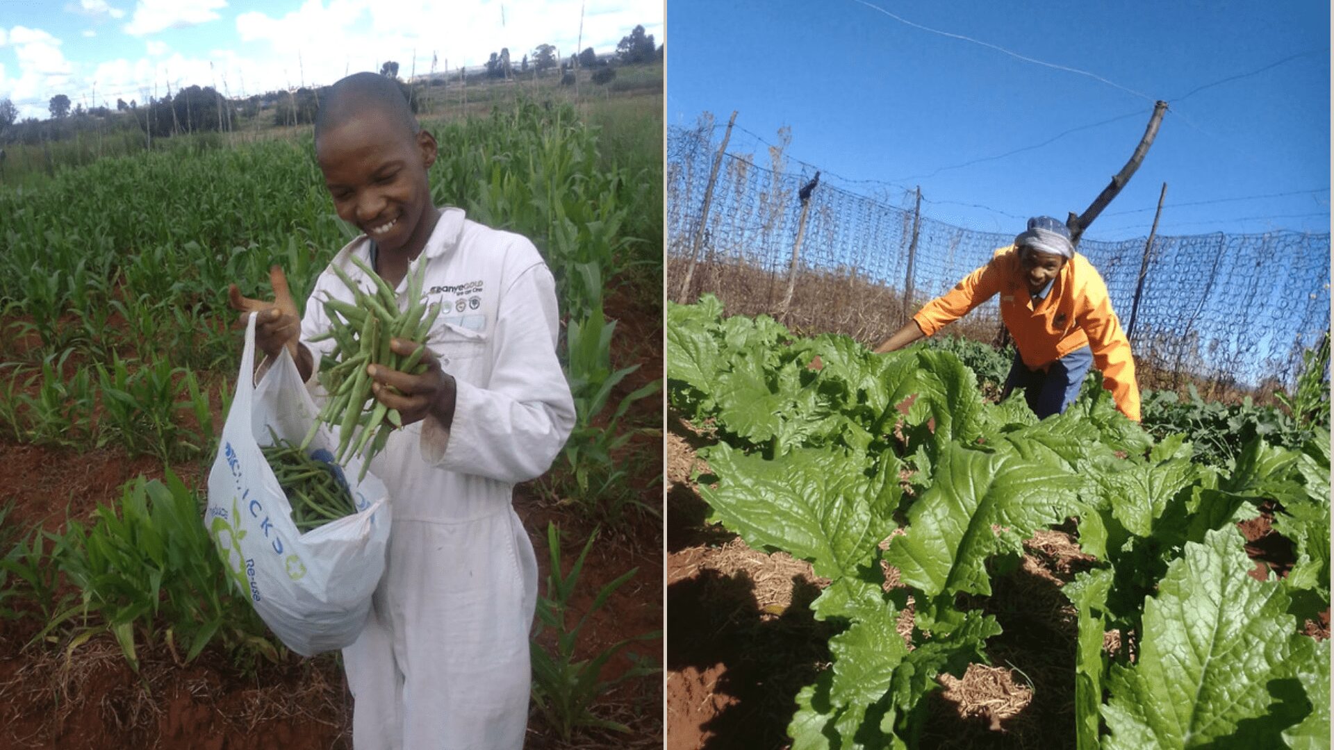 A believer in change and hard work, Linda Mvelase took over from his dad and he is now working towards being a local supplier of spinach in his community of Khutsong. Photo: Supplied/Food For Mzansi.