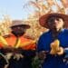 Nkosinathi Makamela is proud crop and livestock farmer who started his agribusiness with some of his NSFAS allowance savings. Photo: Supplied/Food For Mzansi