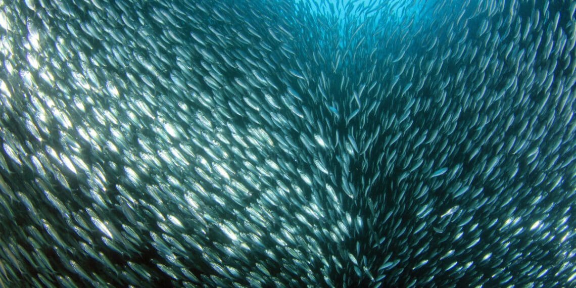 Pelagic fish are species that are neither found at the bottom of the ocean nor at the shore, like sardines. The South African government has just announced a temporary ban on commercial pelagic fishing near certain penguin colonies. Photo: Supplied/Food For Mzansi
