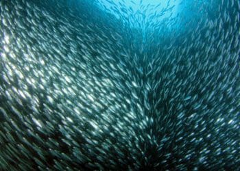 Pelagic fish are species that are neither found at the bottom of the ocean nor at the shore, like sardines. The South African government has just announced a temporary ban on commercial pelagic fishing near certain penguin colonies. Photo: Supplied/Food For Mzansi