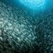Pelagic fish are species that are neither found at the bottom of the ocean nor at the shore, like sardines. The South African government has just announced a temporary ban on commercial pelagic fishing near certain penguin colonies. Photo: Supplied/Food For Mzansi