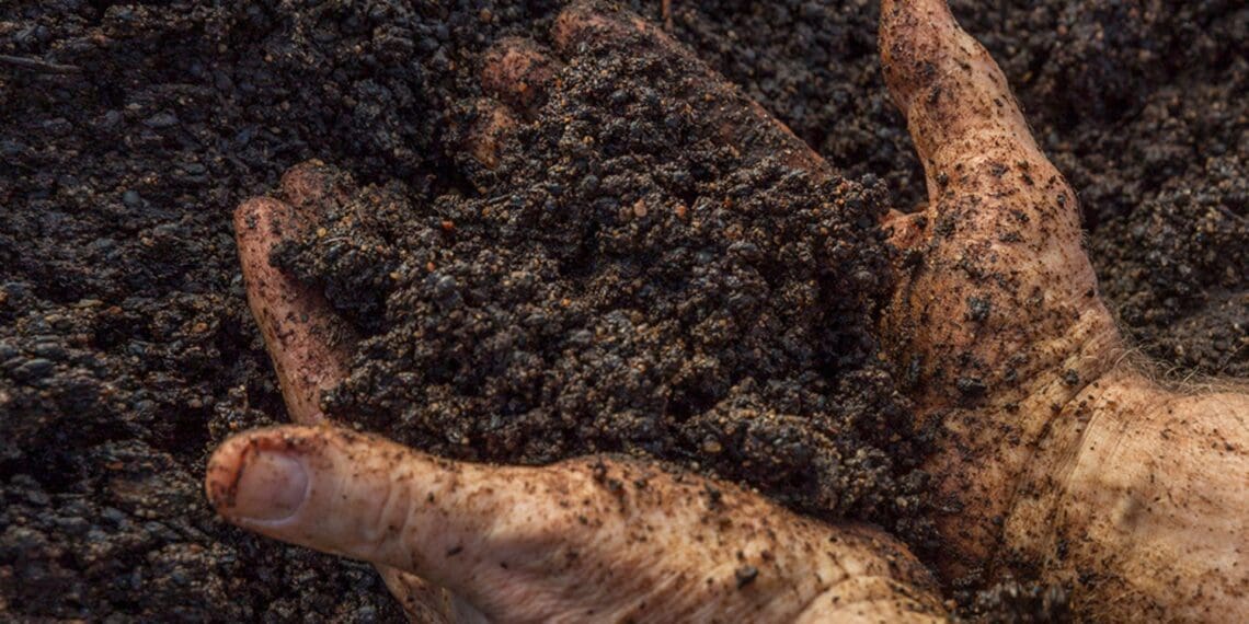 The fruit and wine sector’s Confronting Climate Change (CCC) initiative has, since 2008, been supporting producers to identify and respond to risks and opportunities associated with carbon emissions. Photo: Supplied/Spier Wine Farm