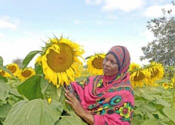 Support to improve women land ownership delivers life-changing benefits for women farmers in Tanzania, like Mariam Tungu, from Singida’s Ikungi district in central Tanzania. Photo: Supplied/FoodForAfrika.com