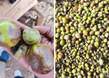 Late blight as well as leaf miner were reported to have wreaked havoc in small-scale tomato farmers' plants. Photo: Supplied