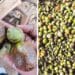 Late blight as well as leaf miner were reported to have wreaked havoc in small-scale tomato farmers' plants. Photo: Supplied
