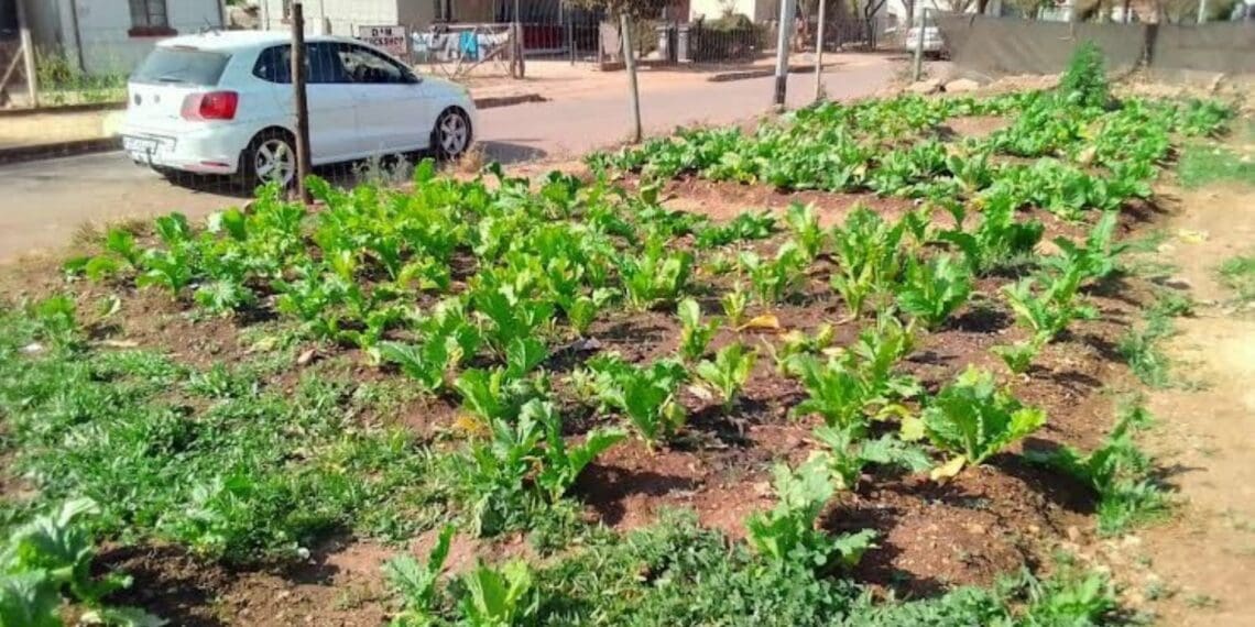 What was a rubbish dump has been turned into a vegetable garden in Salvokop, Tshwane. Photo: Ezekiel Kekana