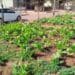 What was a rubbish dump has been turned into a vegetable garden in Salvokop, Tshwane. Photo: Ezekiel Kekana