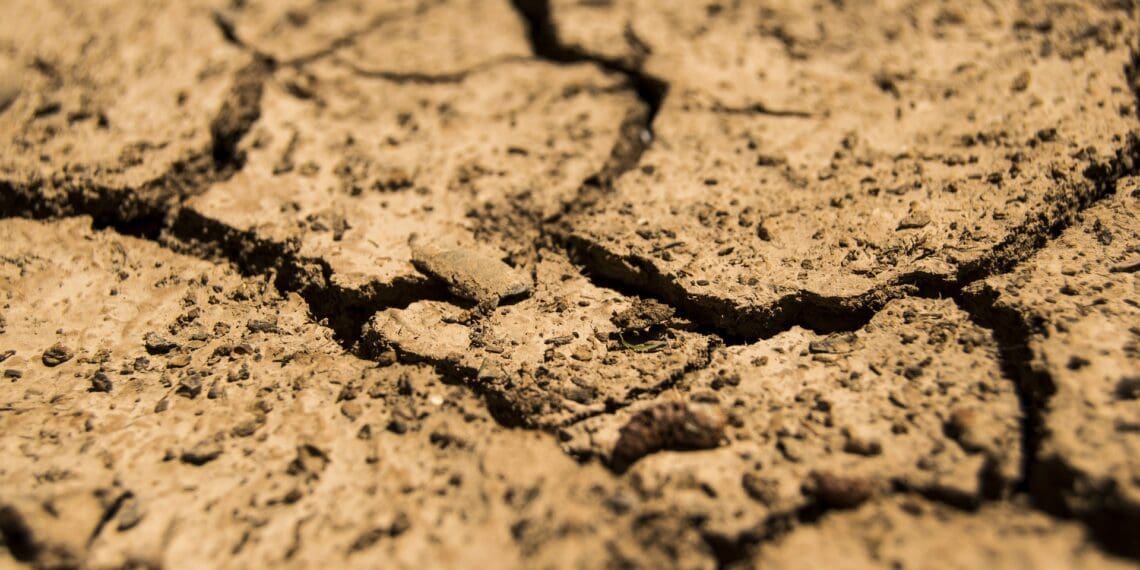 Dry, hot and dry weather conditions have been predicted for the remainder of summer and farmers have been warned to prepare their operations. Photo: Supplied/Food For Mzansi