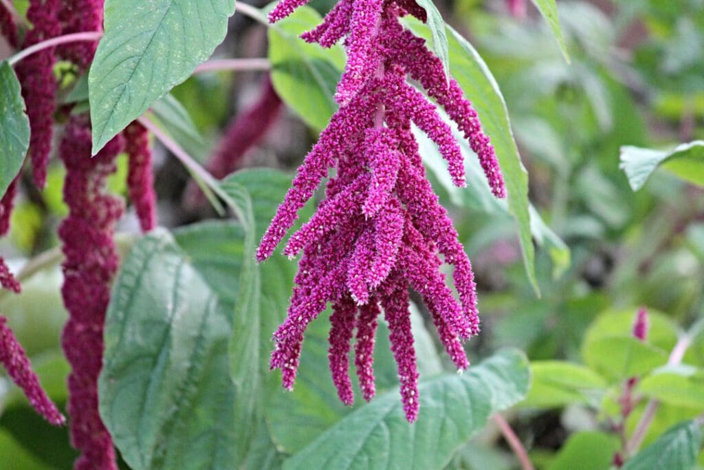 Amaranth is also called foxtail, and is abundant in South Africa. Photo: Supplied/SANBI