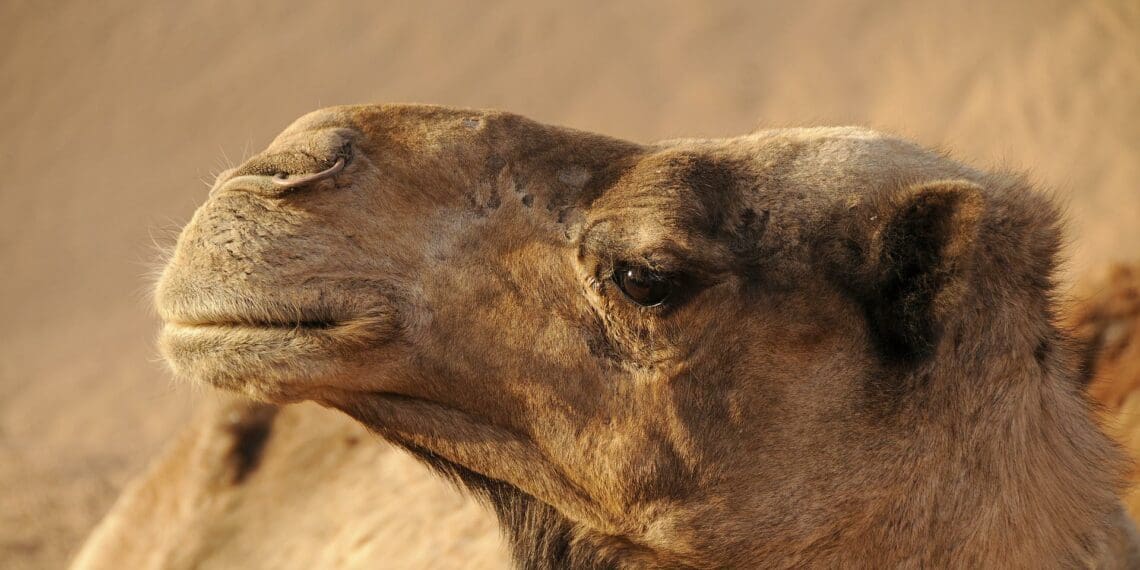 Greenal is exploring how camel dung can be used to help rural farmers in Algeria. Photo: Pixabay