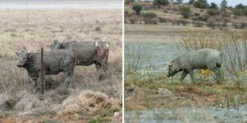 Some farmers’ animals have been spared but others were not so lucky. Photo: Supplied/Paramedics, SAPS and Firefighters South Africa