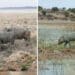 Some farmers’ animals have been spared but others were not so lucky. Photo: Supplied/Paramedics, SAPS and Firefighters South Africa