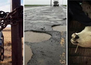 The Free State has been hit by the worst of many farmer challenges, from crime to dilapidated roads to foot-and-mouth disease. Photo: Supplied/Food For Mzansi