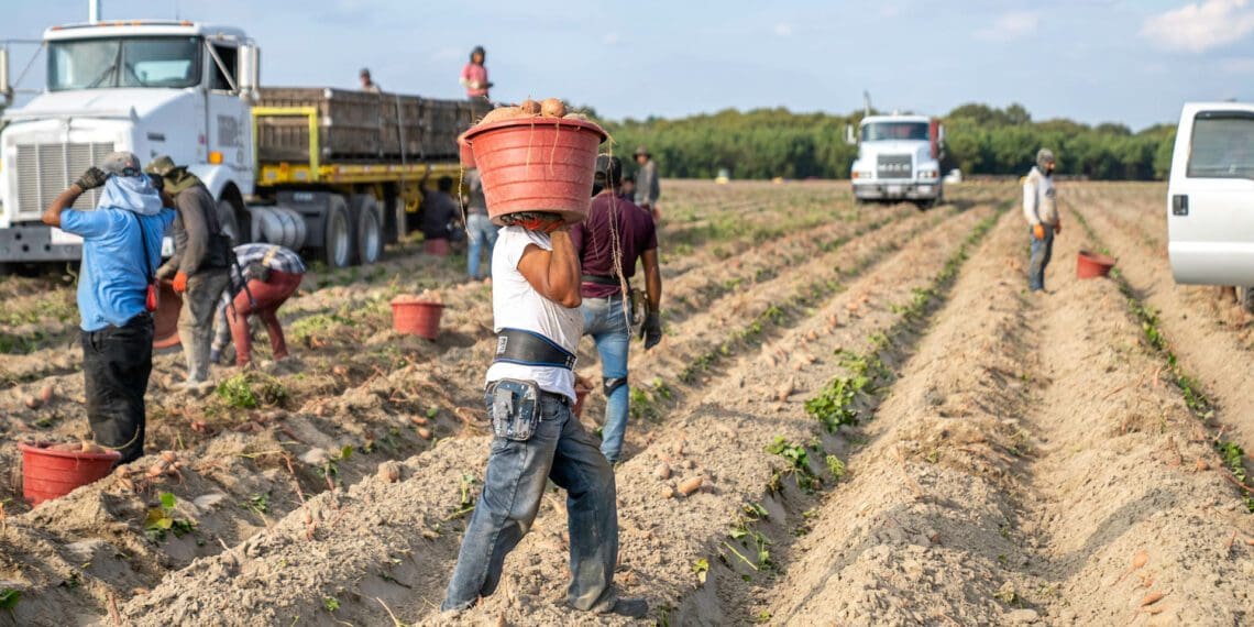 There are many drought-resistant crops to be found in South Africa. Photo: Pexels