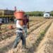 There are many drought-resistant crops to be found in South Africa. Photo: Pexels