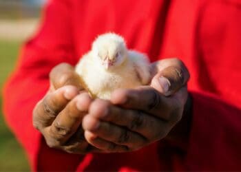 Ramaphosa’s SONA fails SA poultry farmers Photo: Supplied/Peter Ndele