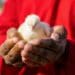 Ramaphosa’s SONA fails SA poultry farmers Photo: Supplied/Peter Ndele
